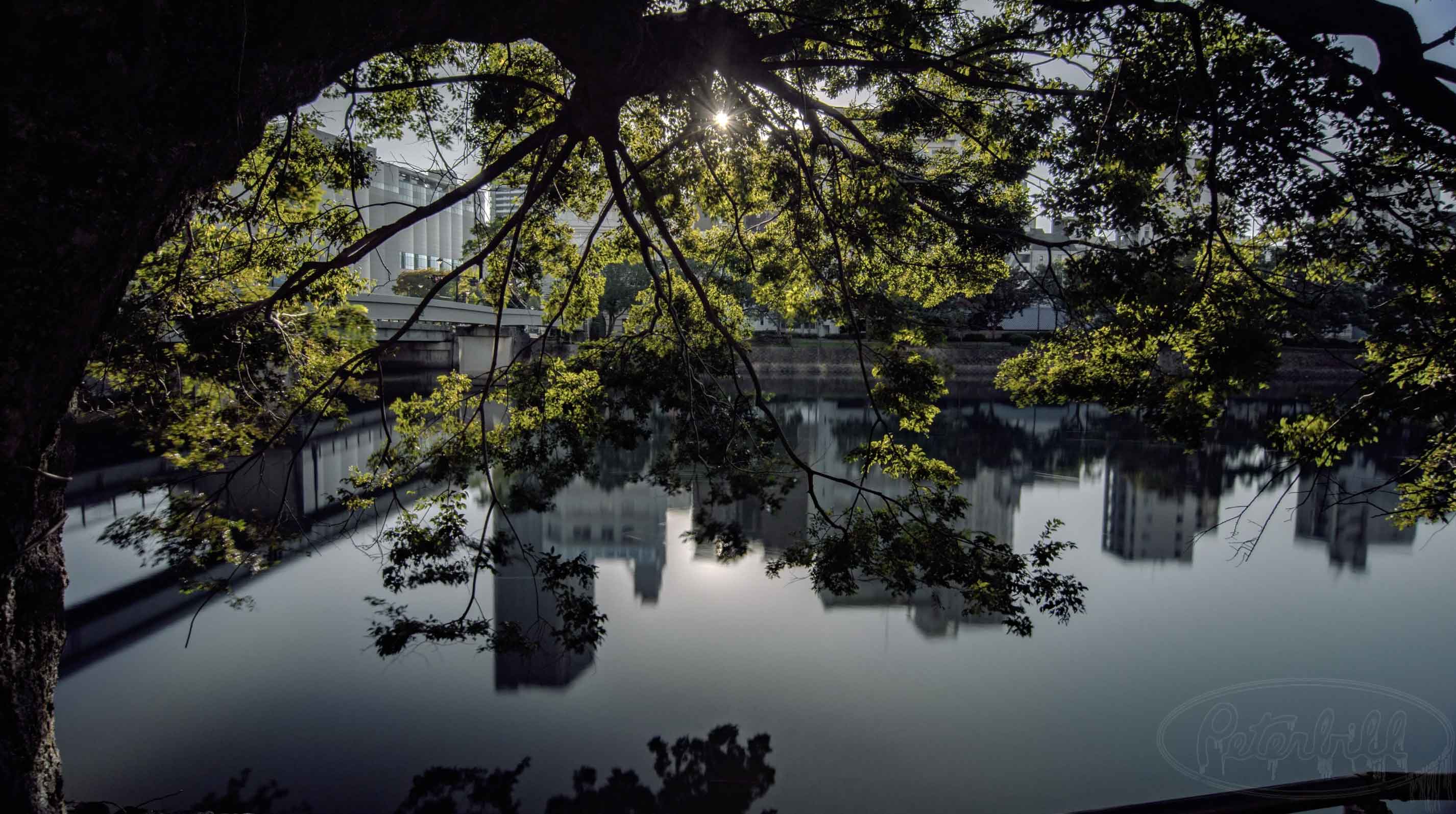 A Survivor tree from Hiroshima